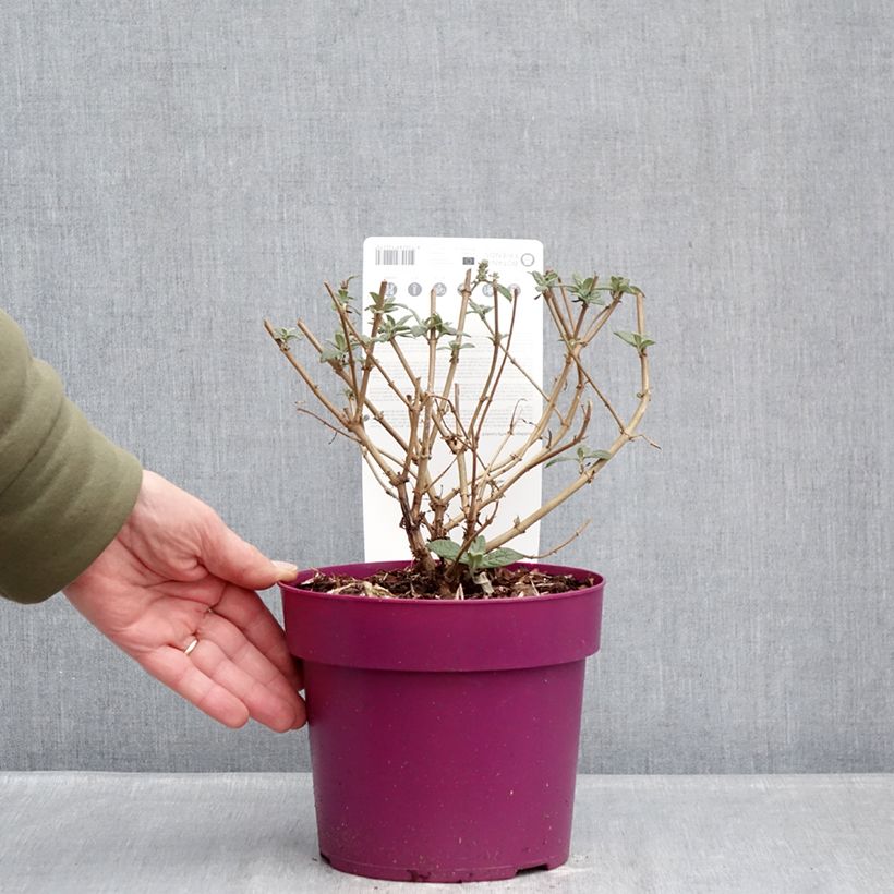 Exemplar von Buddleja Butterfly Candy Little Cerise - Sommerflieder Topf mit 3L/4L wie im Winter geliefert