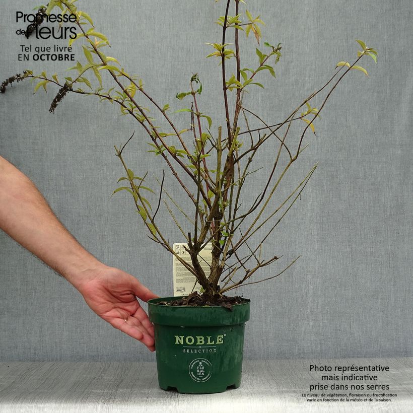 Exemplar von Buddleja davidii Argus Velvet - Sommerflieder Topf mit 3L/4L wie im Herbst geliefert