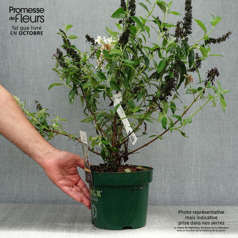 Exemplar von Buddleja davidii Argus White - Sommerflieder Topf mit 3L/4L wie im Herbst geliefert