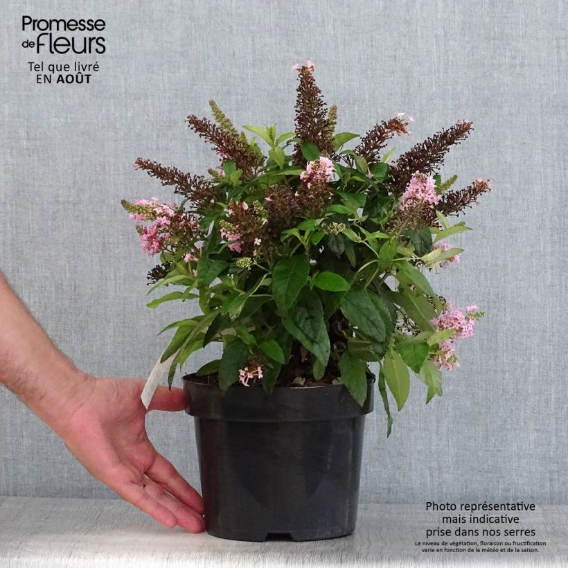 Exemplar von Buddleja davidii Butterfly Candy Little Pink - Sommerflieder Topf mit 3L/4L wie im Sommer geliefert