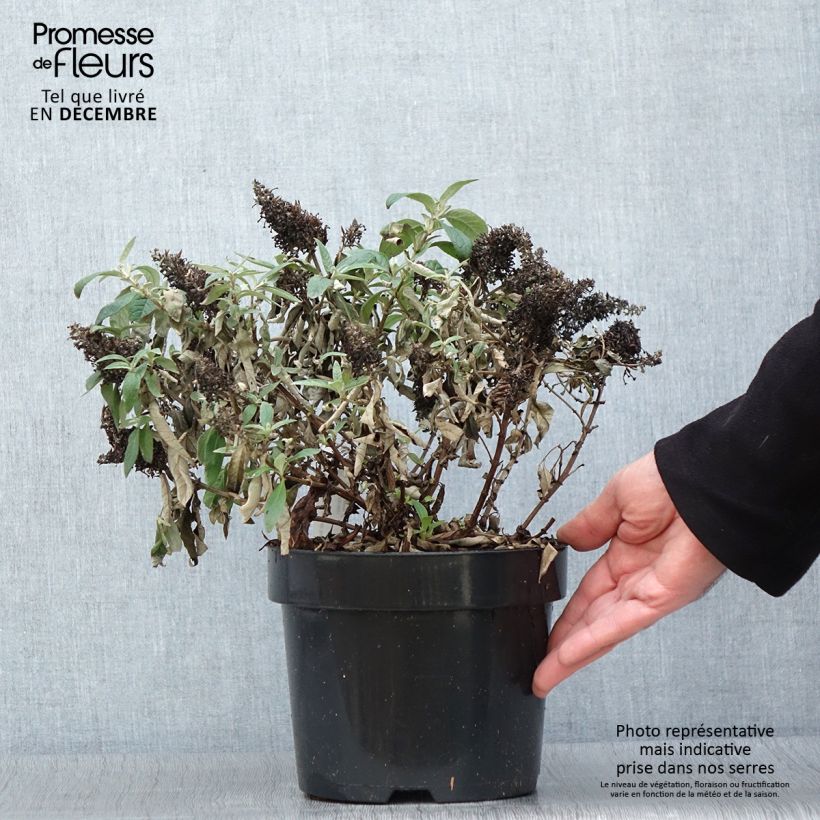 Exemplar von Buddleja davidii Butterfly Candy Lila Sweetheart - Sommerflieder Topf mit 3L/4L wie im Herbst geliefert