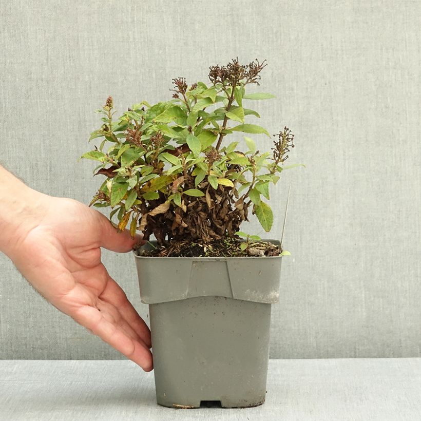 Exemplar von Buddleja davidii Butterfly Candy Little Pink - Sommerflieder Topf mit 2L/3L wie im Herbst geliefert