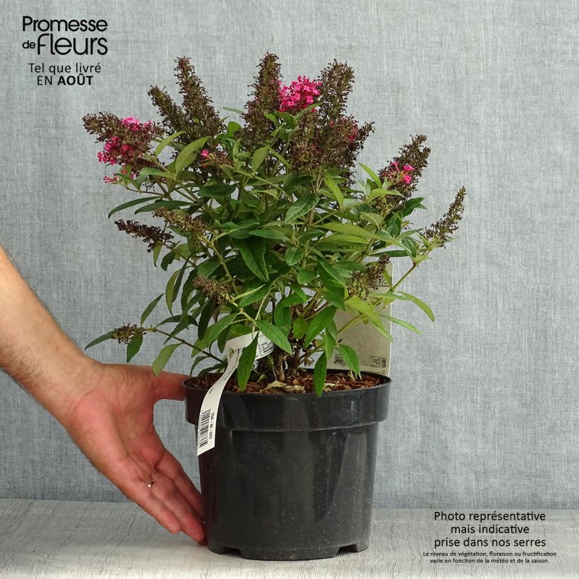 Exemplar von Buddleja davidii Butterfly Candy Little Ruby - Sommerflieder Topf mit 3L/4L wie im Sommer geliefert