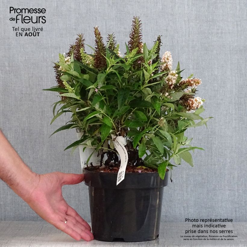 Exemplar von Buddleja davidii Butterfly Candy Little White - Sommerflieder Topf mit 3L/4L wie im Sommer geliefert