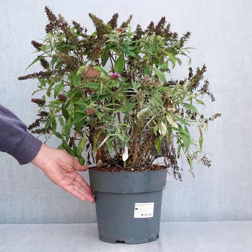 Exemplar von Buddleja davidii Butterfly Candy Trio - Sommerflieder Topf mit 4L/5L wie im Herbst geliefert
