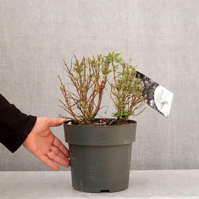 Exemplar von Buddleja davidii Butterfly Candy Trio - Sommerflieder Topf mit 4L/5L wie im Frühjahr geliefert