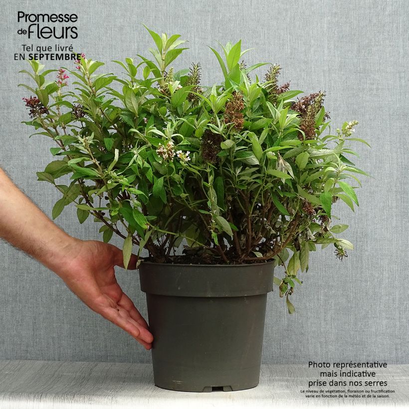 Exemplar von Buddleja davidii Butterfly Candy Trio Mix - Sommerflieder Topf mit 4L/5L wie im Herbst geliefert