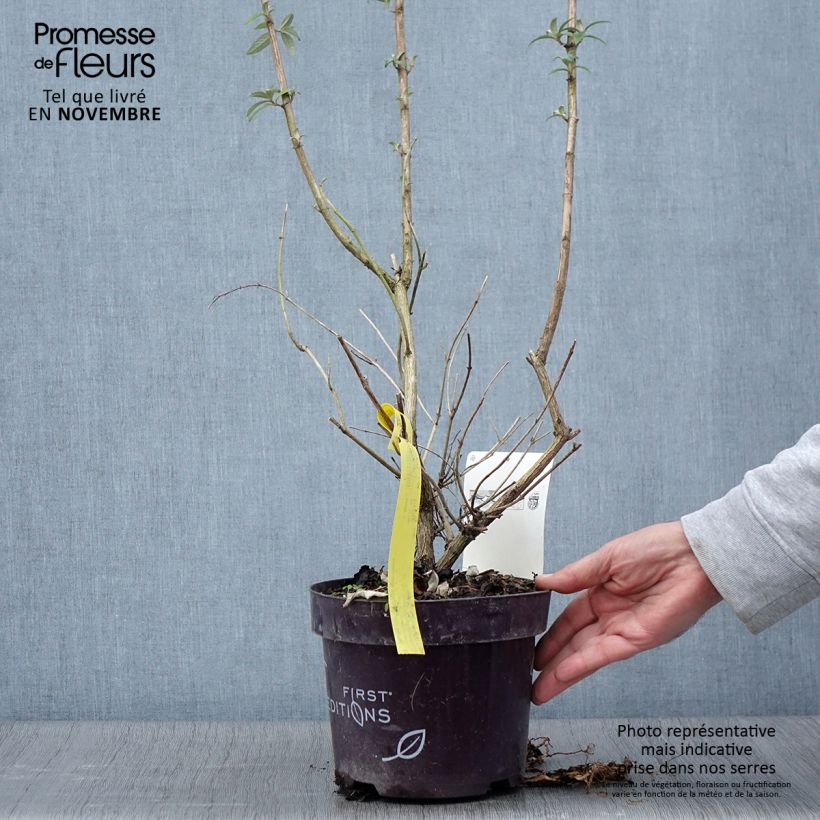 Exemplar von Buddleja davidii Groovy Grape - Sommerflieder Topf mit 3L/4L wie im Herbst geliefert