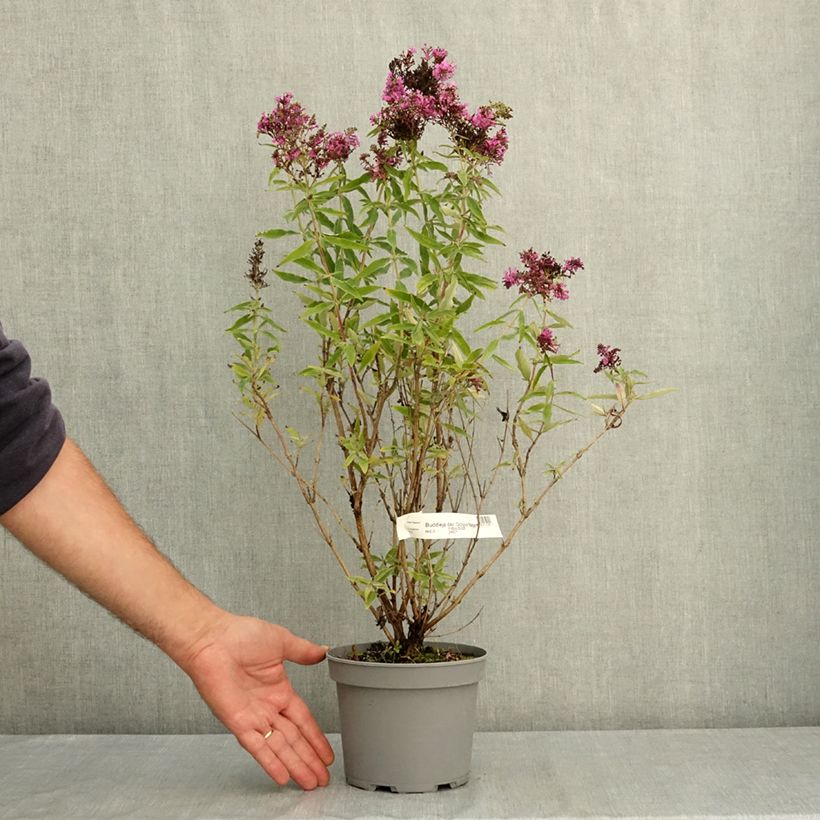 Exemplar von Buddleja davidii Octopus Magenta - Sommerflieder Topf mit 3L/4L wie im Sommer geliefert