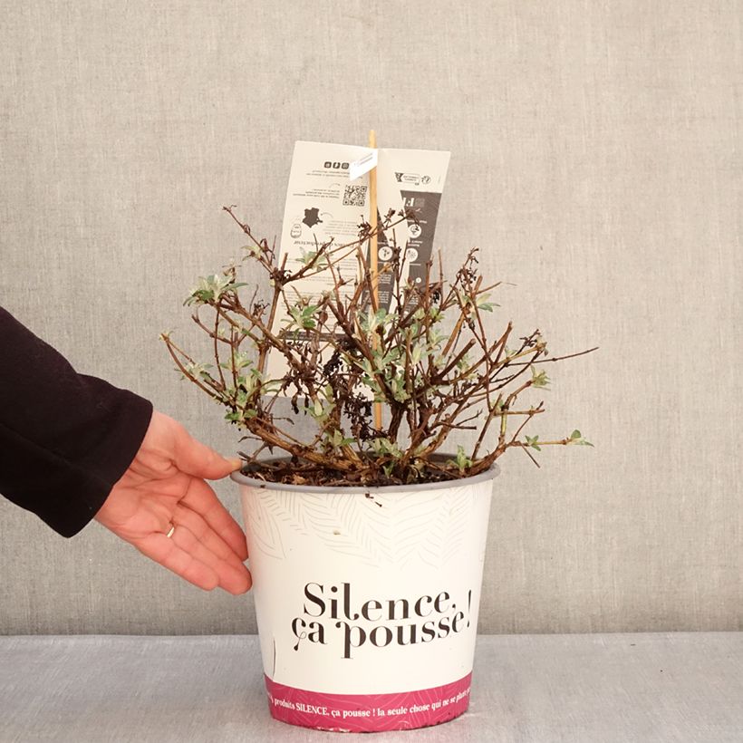 Exemplar von Buddleja davidii Rêve de Papillon Lavender - Sommerflieder Topf mit 4L/5L wie im Winter geliefert