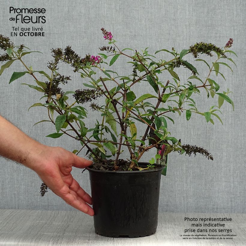 Exemplar von Buddleja davidii Sugar Plum - Sommerflieder Topf mit 3L/4L wie im Herbst geliefert