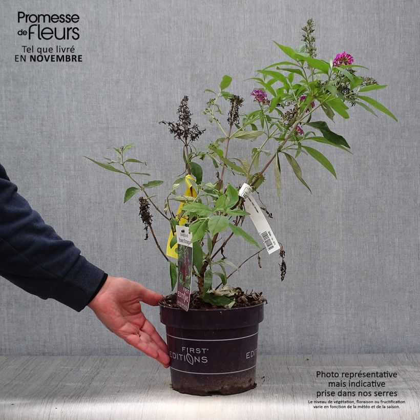 Exemplar von Buddleja davidii Funky Fuchsia - Sommerflieder Topf mit 2L/3L wie im Herbst geliefert