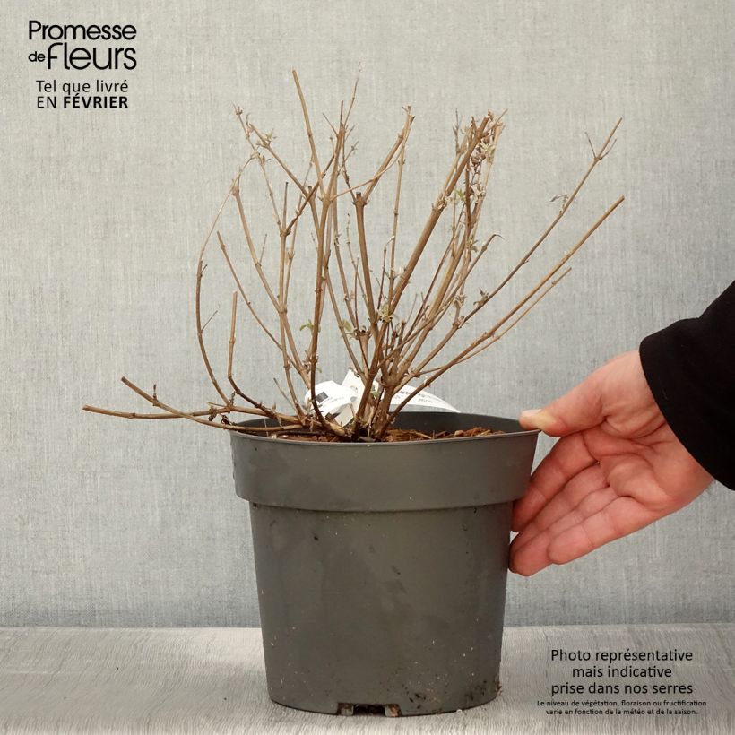 Exemplar von Buddleja davidii High Five Purple - Sommerflieder Topf mit 2L/3L wie im Winter geliefert