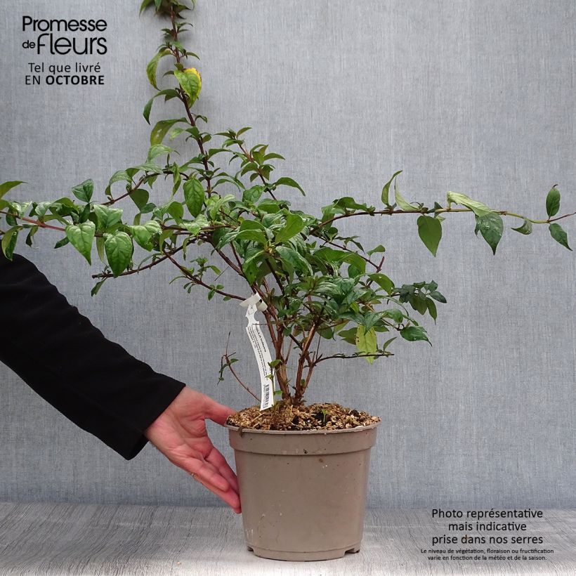 Exemplar von Buddleja lindleyana - Lindleys Sommerflieder Topf mit 4L/5L wie im Herbst geliefert