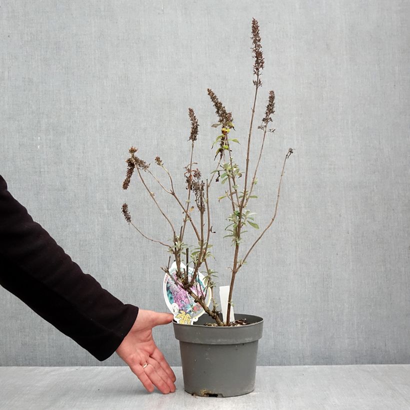 Exemplar von Buddleja davidii Peacock - Sommerflieder Topf mit 3L/4L wie im Herbst geliefert
