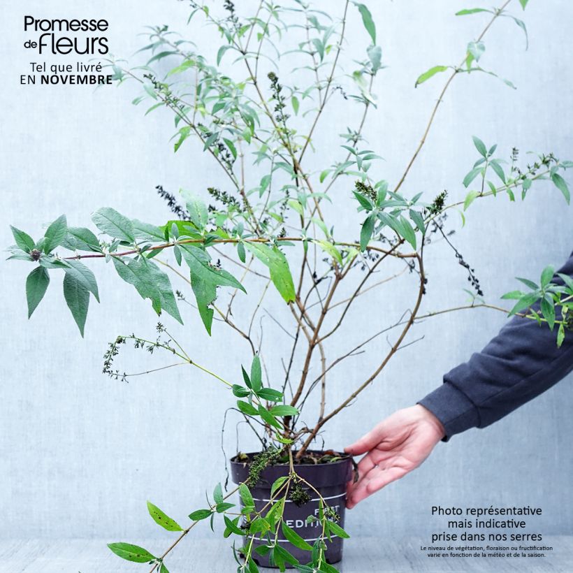 Exemplar von Buddleja davidii Psychedelic Sky - Sommerflieder Topf mit 2L/3L wie im Herbst geliefert