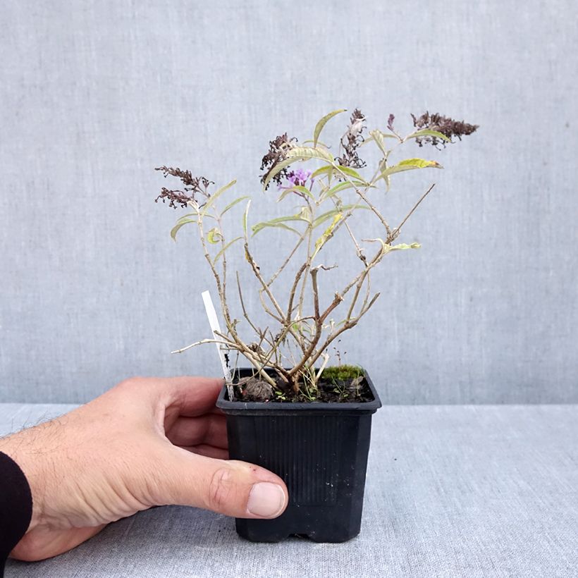 Exemplar von Buddleja davidii Wisteria Lane - Sommerflieder Kleine Töpfe von 8/9 cm wie im Herbst geliefert