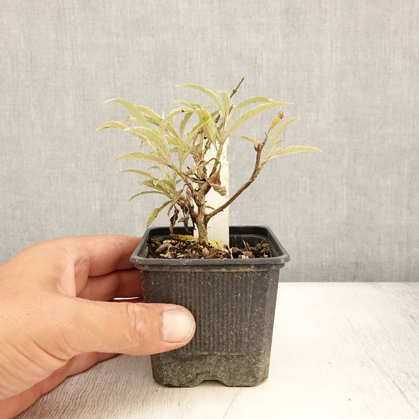 Exemplar von Buddleja davidii Wisteria Lane - Sommerflieder Kleine Töpfe von 8/9 cm wie im Sommer geliefert