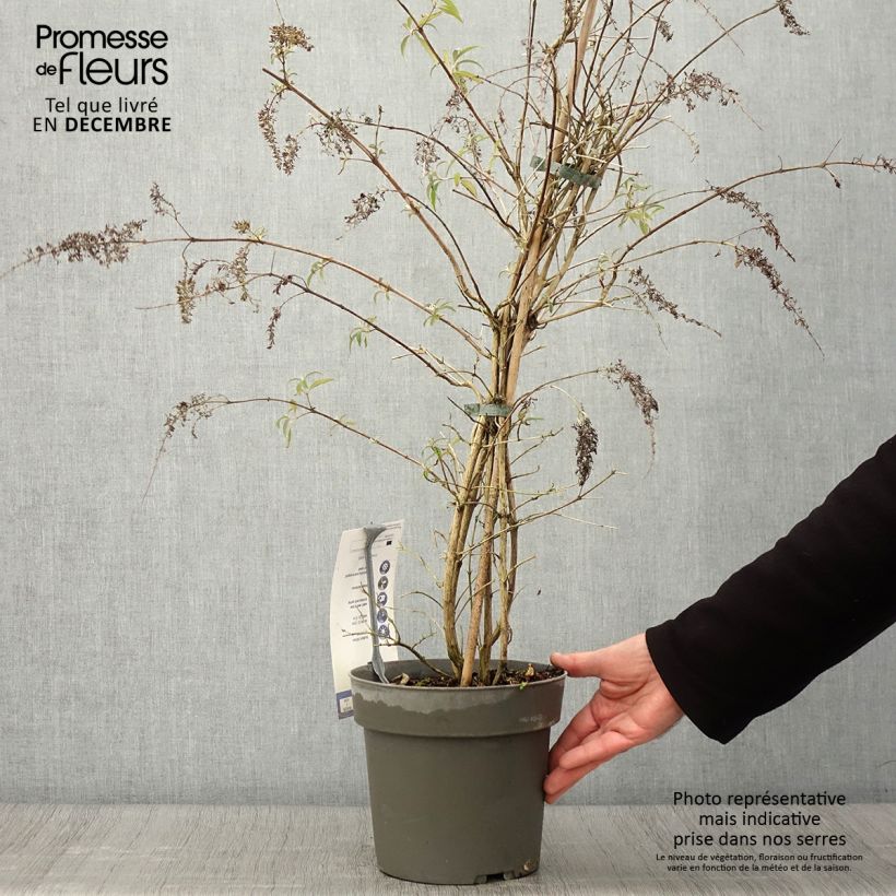 Exemplar von Buddleja davidii Wisteria Lane - Sommerflieder Topf mit 3L/4L wie im Herbst geliefert
