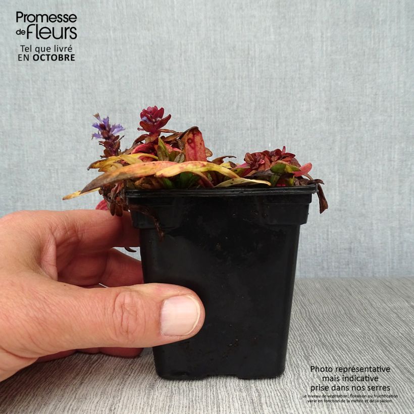 Exemplar von Ajuga reptans Atropurpurea - Kriechender Günsel Kleine Töpfe von 7/8 cm wie im Herbst geliefert