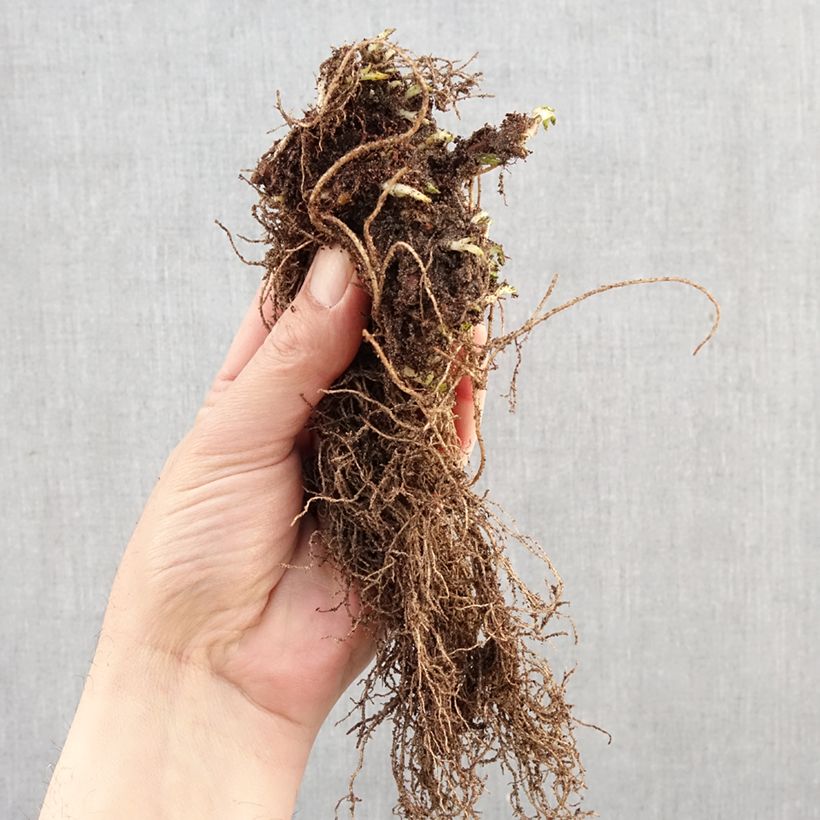 Exemplar von Ajuga reptans Atropurpurea - Kriechender Günsel Wurzelnackt wie im Winter geliefert