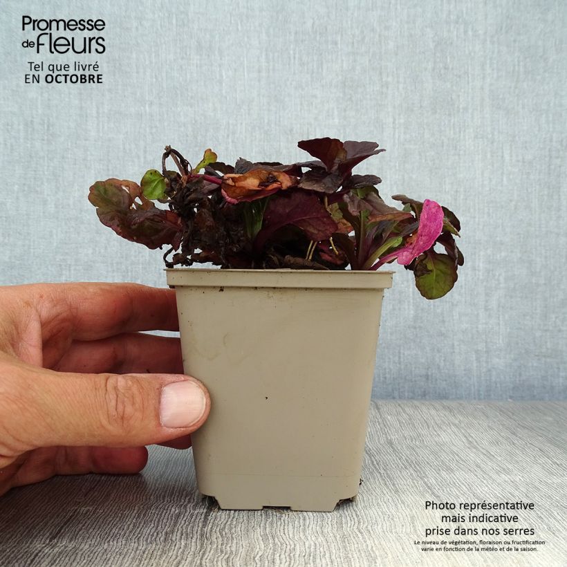 Exemplar von Ajuga reptans Black Scallop - Kriechender Günsel Kleine Töpfe von 8/9 cm wie im Herbst geliefert