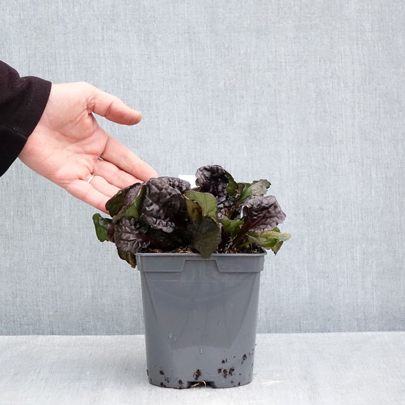 Exemplar von Ajuga reptans Black Scallop - Kriechender Günsel Topf mit 2L/3L wie im Herbst geliefert