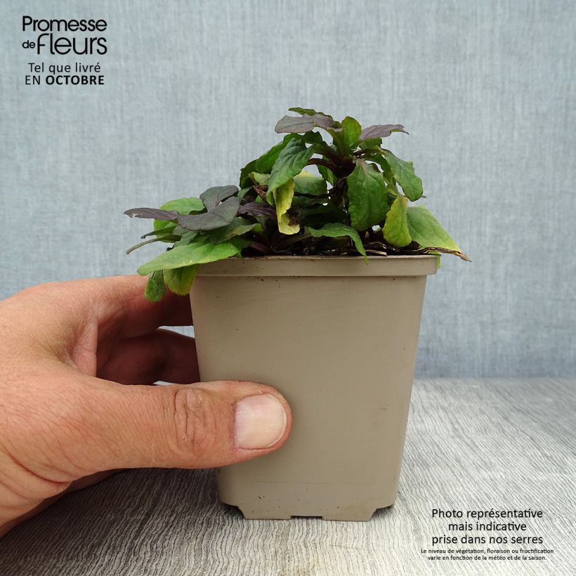 Exemplar von Ajuga reptans Braunherz - Kriechender Günsel Kleine Töpfe von 8/9 cm wie im Herbst geliefert