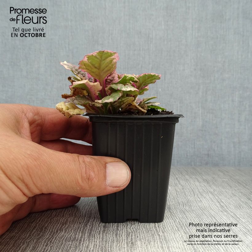 Exemplar von Ajuga reptans Burgundy Glow - Kriechender Günsel Kleine Töpfe von 7/8 cm wie im Herbst geliefert