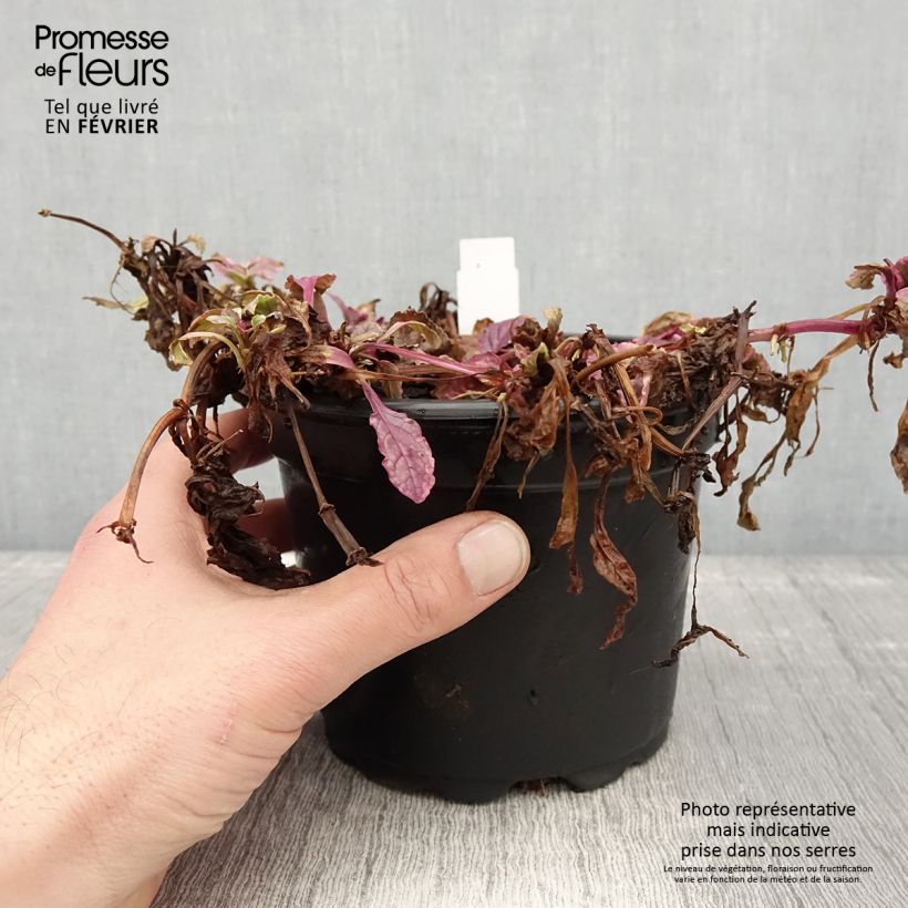 Exemplar von Ajuga reptans Burgundy Glow - Kriechender Günsel Topf mit 2L/3L wie im Winter geliefert