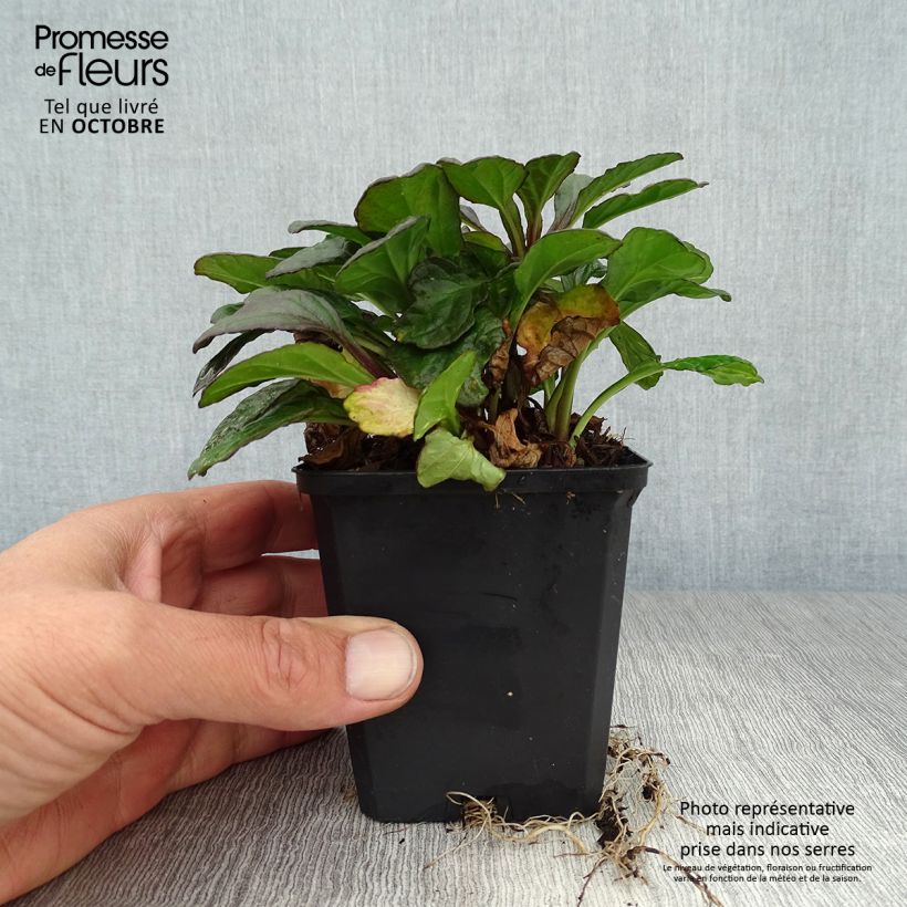 Exemplar von Ajuga reptans Catlin's Giant - Kriechender Günsel Kleine Töpfe von 8/9 cm wie im Herbst geliefert