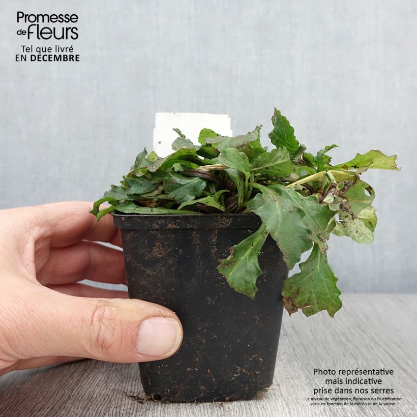 Exemplar von Ajuga reptans - Kriechender Günsel Kleine Töpfe von 8/9 cm wie im Herbst geliefert