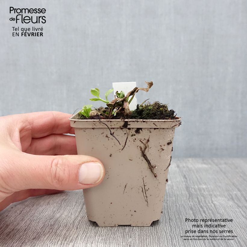 Exemplar von Ajuga reptans Golden Glow - Kriechender Günsel Kleine Töpfe von 8/9 cm wie im Winter geliefert