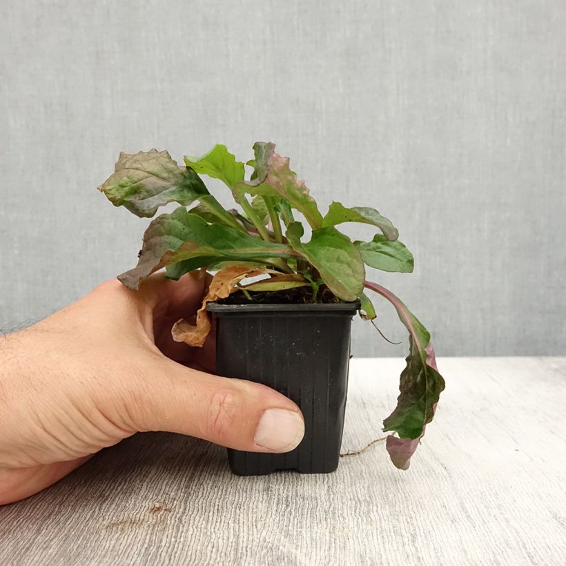 Exemplar von Ajuga reptans Purple Torch - Kriechender Günsel Kleine Töpfe von 7/8 cm wie im Herbst geliefert