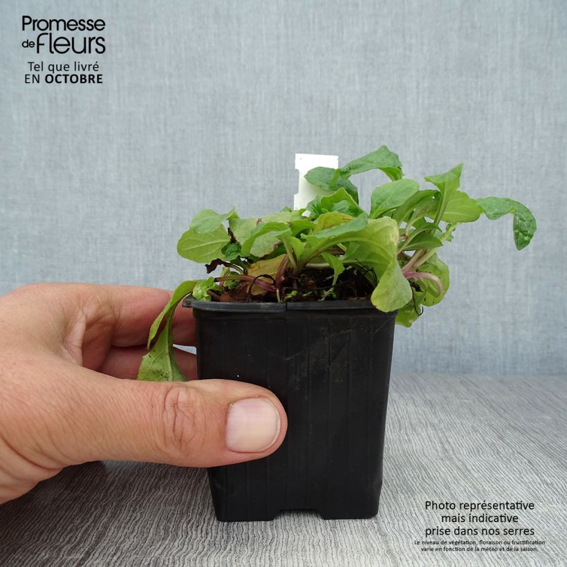 Exemplar von Ajuga reptans Rosea - Kriechender Günsel Kleine Töpfe von 8/9 cm wie im Herbst geliefert