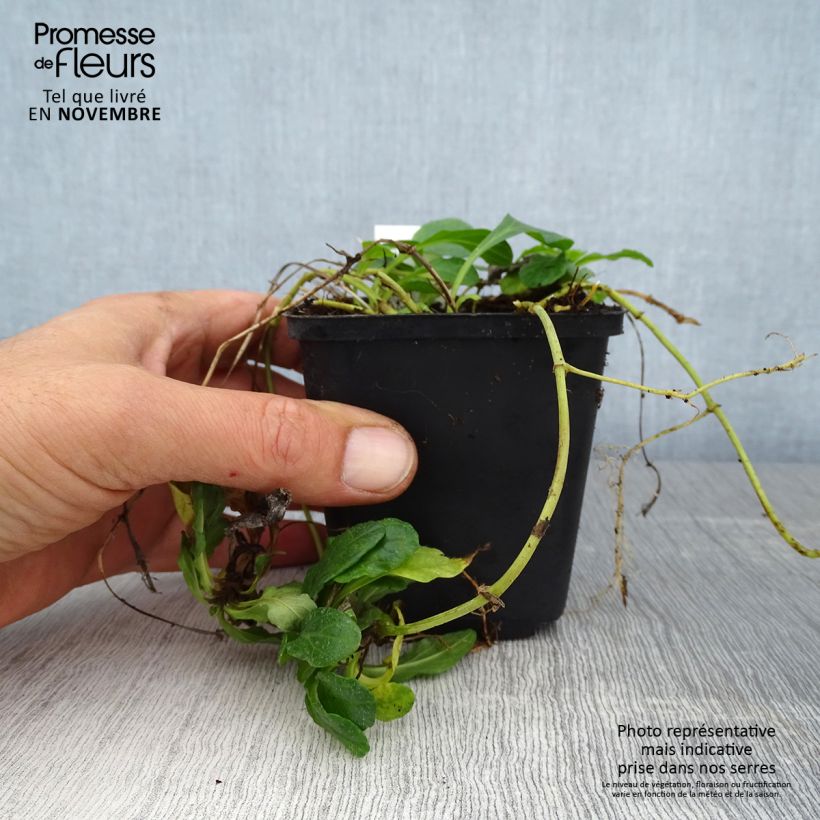Exemplar von Ajuga reptans Sanne - Kriechender Günsel Kleine Töpfe von 8/9 cm wie im Herbst geliefert