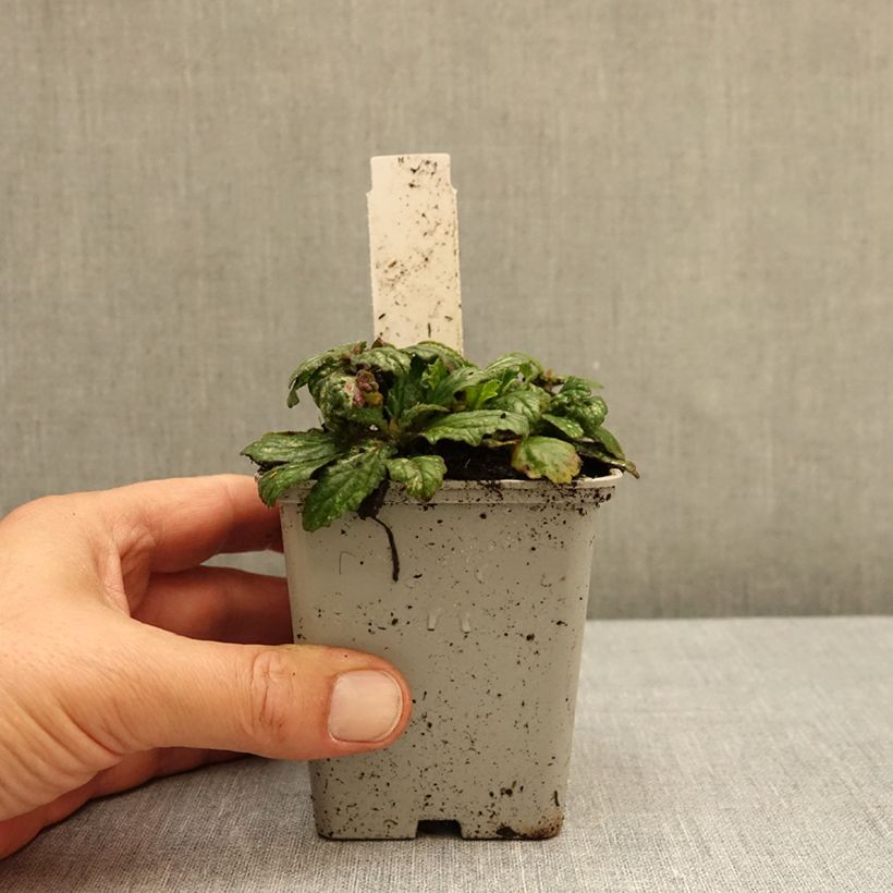 Exemplar von Ajuga reptans Sparkler - Kriechender Günsel Kleine Töpfe von 8/9 cm wie im Herbst geliefert