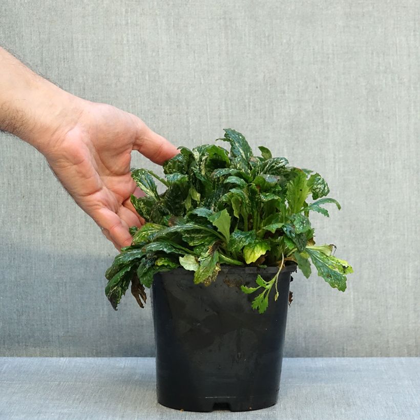 Exemplar von Ajuga reptans Sparkler - Kriechender Günsel Topf mit 2L/3L wie im Herbst geliefert