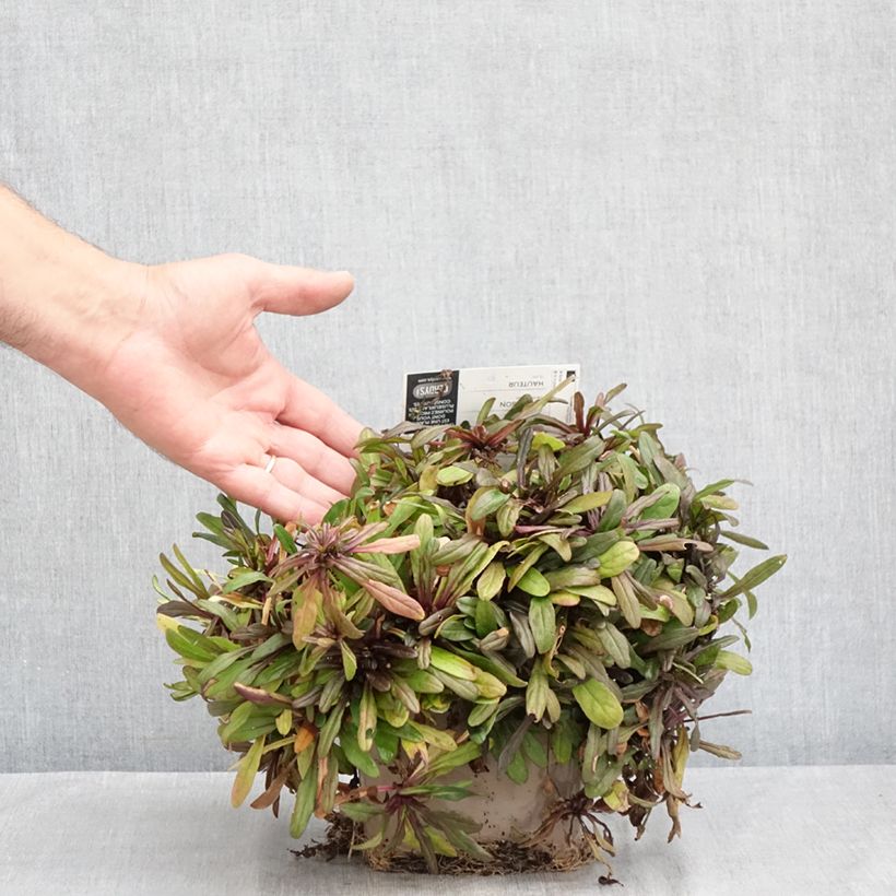 Exemplar von Ajuga Chocolate Chip - Kriechender Günsel Topf mit 2L/3L wie im Sommer geliefert