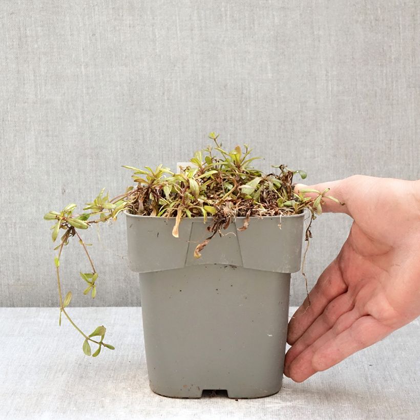 Exemplar von Ajuga Chocolate Chip - Kriechender Günsel Topf mit 2L/3L wie im Frühjahr geliefert