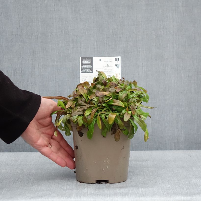 Exemplar von Ajuga Cordial Canary - Kriechender Günsel Topf mit 2L/3L wie im Winter geliefert