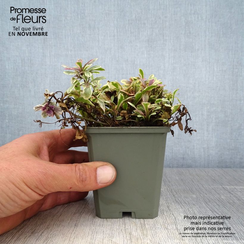 Exemplar von Ajuga Princess Nadia - Kriechender Günsel Kleine Töpfe von 8/9 cm wie im Herbst geliefert