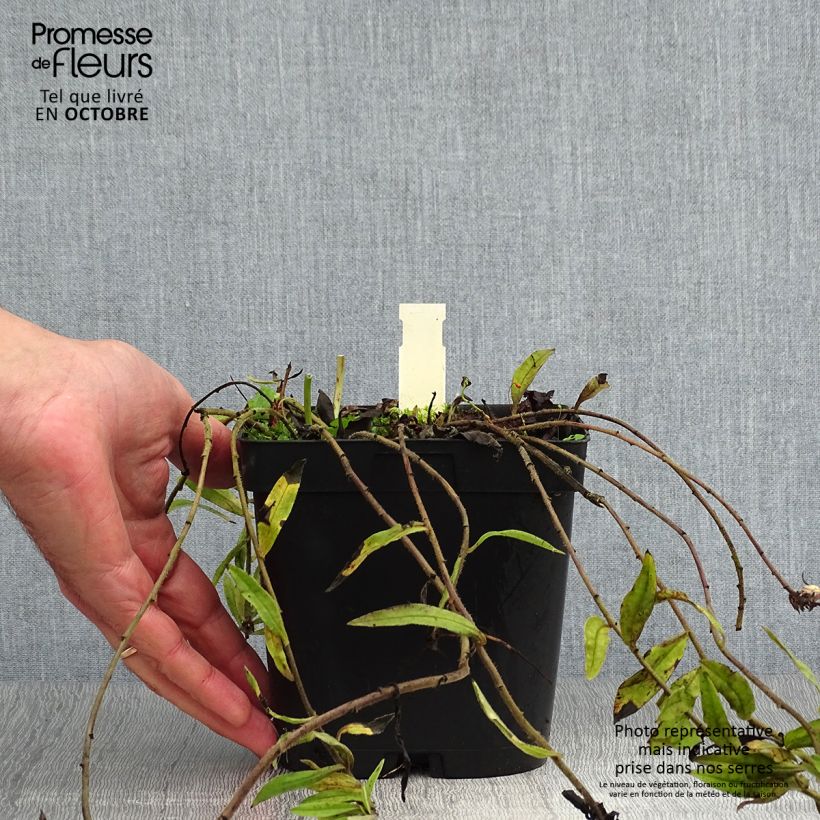 Exemplar von Buglossoides purpurocaerulea - Blauroter Steinsame Topf mit 2L/3L wie im Herbst geliefert