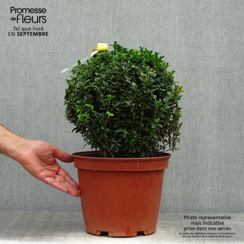 Exemplar von Buxus sempervirens - Kugelbuchsbaum Topf mit 7,5L/10L wie im Herbst geliefert