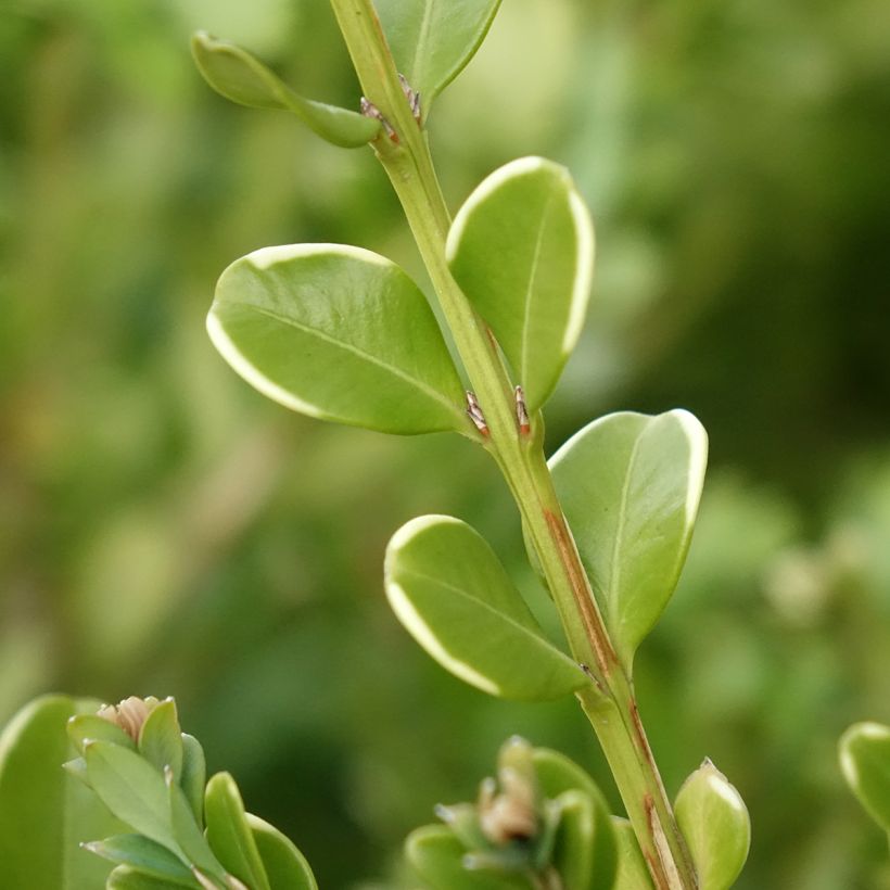 Buxus Betterbuxus Babylon Beauty - Buchsbaum (Laub)