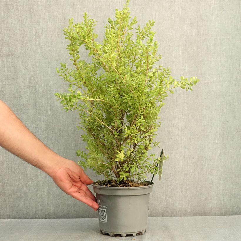 Exemplar von Buxus Betterbuxus Babylon Beauty - Buchsbaum Topf mit 3L/4L wie im Sommer geliefert