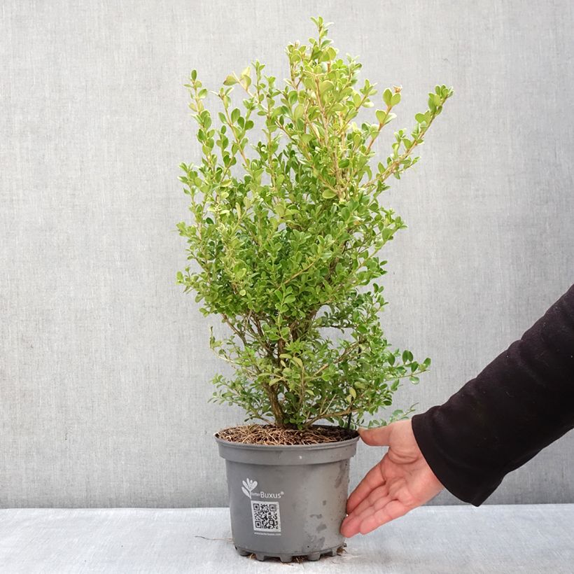 Exemplar von Buxus Betterbuxus Babylon Beauty - Buchsbaum Topf mit 3L/4L wie im Winter geliefert