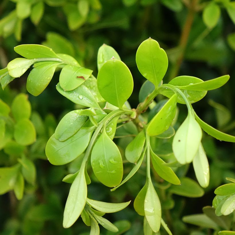 Buxus Betterbuxus Heritage - Buchsbaum (Laub)
