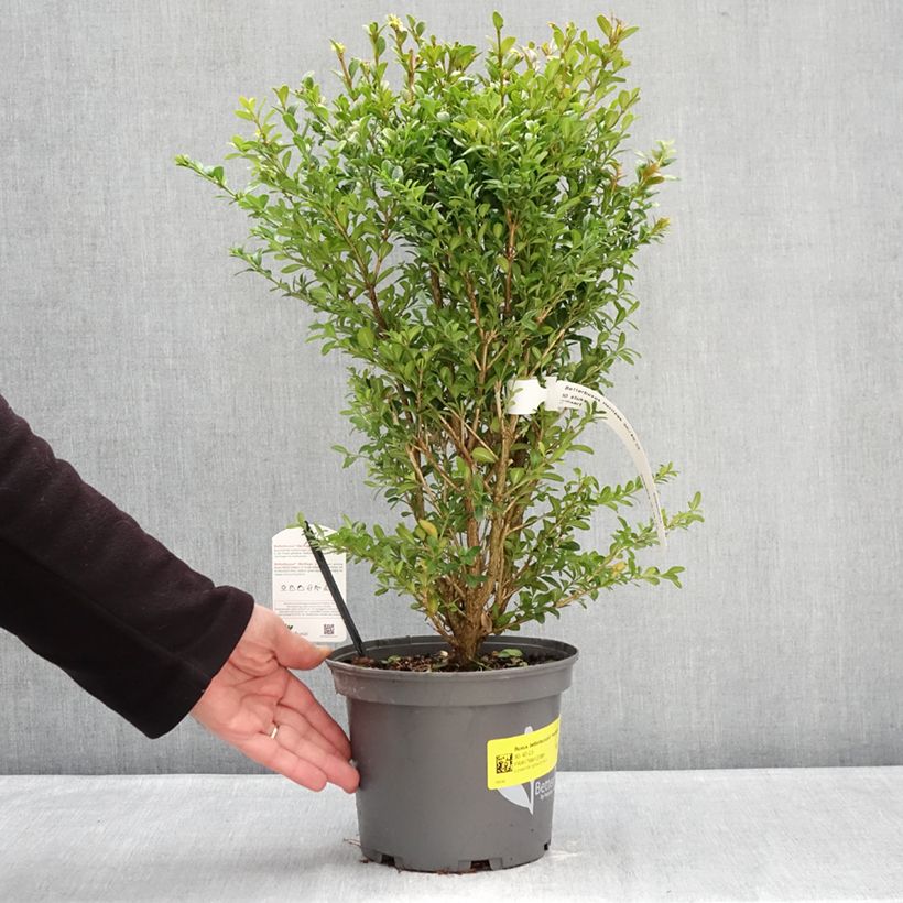 Exemplar von Buis - Buxus Betterbuxus Heritage Pot de 3L/4L wie im Winter geliefert