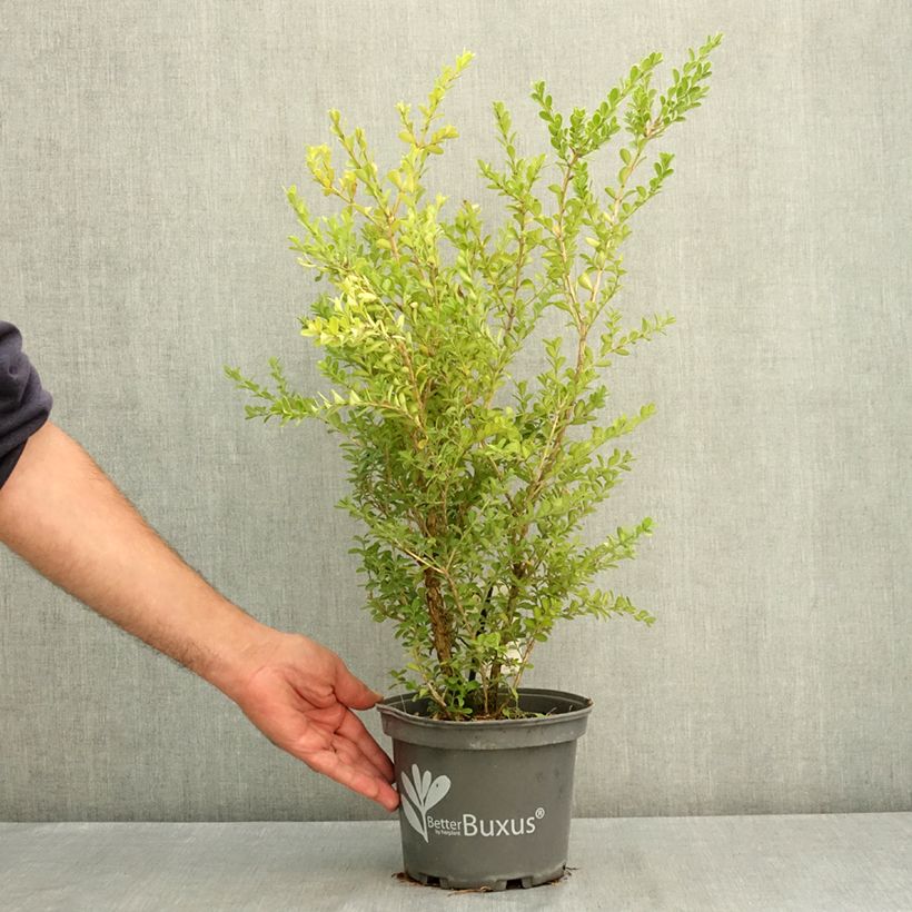 Exemplar von Buxus Betterbuxus Renaissance - Buchsbaum Topf mit 3L/4L wie im Sommer geliefert